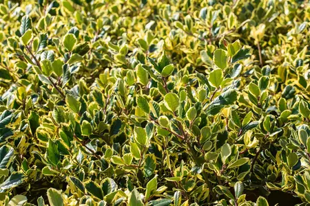 Ilex altaclerensis 'Golden King' - 1.5 Ltr pot - image 5