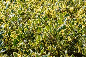 Ilex altaclerensis 'Golden King' - 1.5 Ltr pot - image 5