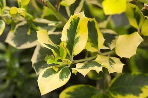 Ilex altaclerensis 'Golden King' - 1/2 STDS C15 - image 1