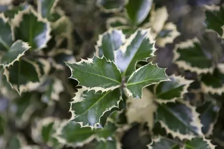 Ilex altaclerensis 'Golden King' - 110 CM STEM RB - image 3