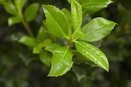 ILEX aq J.C.VAN TOL 3L - image 1