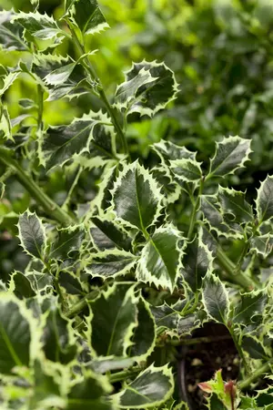 Ilex aquif. 'Argentea Marginata' - 100-125 CM RB - image 3