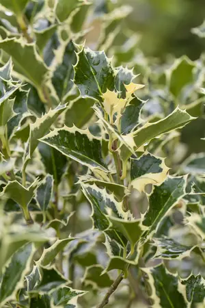 Ilex aquif. 'Argentea Marginata' - 40-60 CM P9 WHIP - image 5