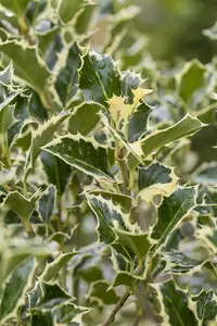 Ilex aquif. 'Argentea Marginata' - 40-60 CM P9 WHIP - image 5