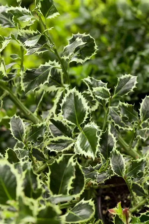 Ilex aquif. 'Argentea Marginata' - 1/2 STDS C15 - image 2