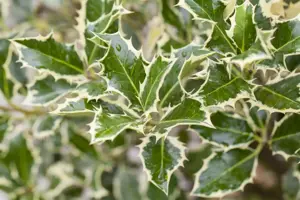 Ilex aquif. 'Argentea Marginata' - 60-80 CM RB - image 4