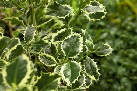 Ilex aquif. 'Argentea Marginata' - 40-60 CM P9 WHIP - image 2