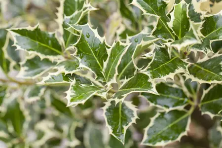 Ilex aquif. 'Argentea Marginata' - 40-60 CM P9 WHIP - image 4