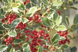 Ilex aquif. 'Argentea Marginata' - 80 CM STEM C10 - image 5
