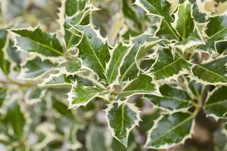 Ilex aquif. 'Argentea Marginata' - 1/2 STDS C15 - image 3