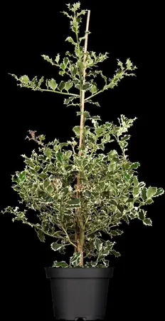 Ilex aquif. 'Argentea Marginata' - 100-125 CM RB - image 1