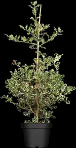 Ilex aquif. 'Argentea Marginata'