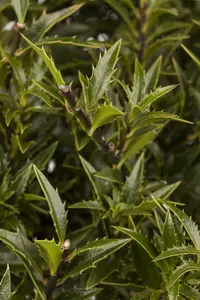 Ilex aquif. 'Myrtifolia Aurea Maculata' - 40-50 CM C3 - image 2