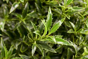 Ilex aquif. 'Myrtifolia Aurea Maculata'
