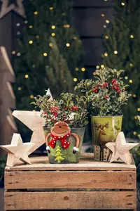 Ilex aquif. 'Nellie R. Stevens' - 125-150 CM C20 - image 2