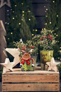 Ilex aquifolium - 225-250 CM RB - image 2