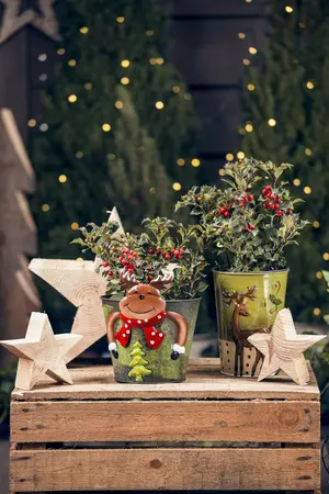 Ilex aquifolium - 2 Ltr pot - image 2