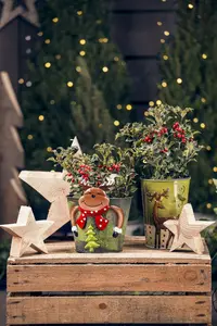Ilex aquifolium - 2 Ltr pot - image 2