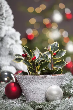 Ilex aquifolium - 3 Ltr pot - image 4