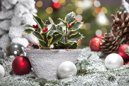 Ilex aquifolium - 25-30 CM - image 5