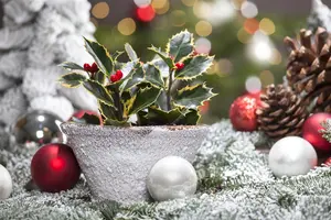 Ilex aquifolium - 120-140 CM RB - image 5