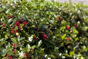 Ilex aquifolium 'Alaska' - 3 Ltr pot - image 4
