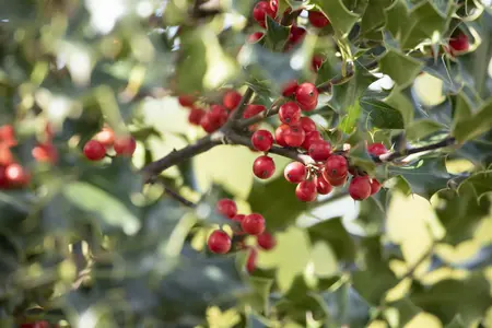 Ilex aquifolium 'Alaska' - 3 Ltr pot - image 5