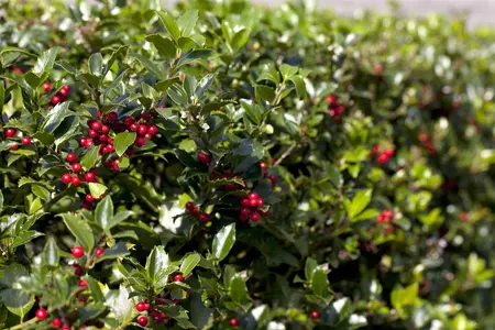 Ilex aquifolium 'Alaska' - SOLITAIR 300-350 CM RB - image 4