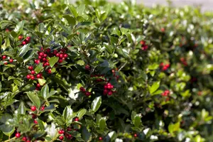 Ilex aquifolium 'Alaska' - 40 CM STEM C4 - image 4