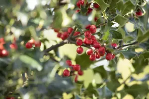 Ilex aquifolium 'Alaska' - 40 CM STEM C4 - image 5