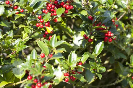 Ilex aquifolium 'Alaska' - 3 Ltr pot - image 2