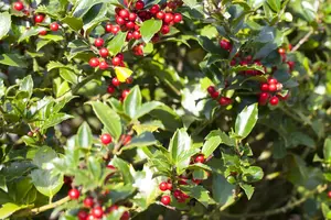 Ilex aquifolium 'Alaska' - 3 Ltr pot - image 2
