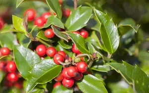 Ilex aquifolium 'Alaska' - 40 CM STEM C4 - image 3