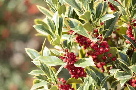 Ilex aquifolium 'Aurea Marginata' - 90 CM STEM 7.5 L
