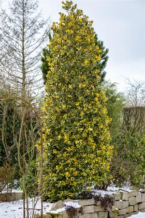 Ilex aquifolium 'Golden van Tol' - P9 - image 3