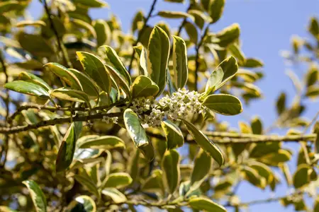 Ilex aquifolium 'Golden van Tol' - P9 - image 2