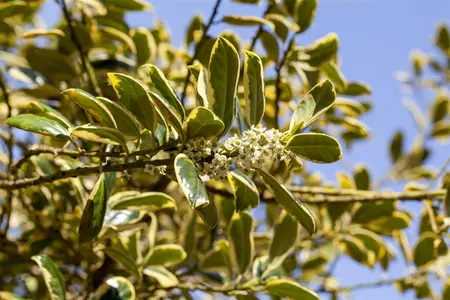 Ilex aquifolium 'Golden van Tol' - 80-100 CM C2 WHIP - image 2