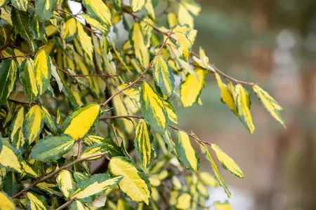 Ilex aquifolium 'Golden van Tol' - 60 CM STEM RB - image 4