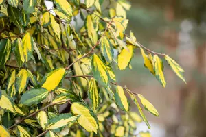 Ilex aquifolium 'Golden van Tol' - 60 CM STEM RB - image 4