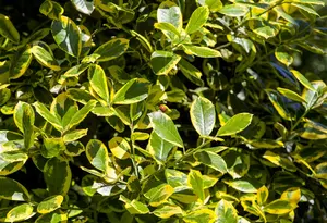 Ilex aquifolium 'Golden van Tol' - 60 CM STEM RB - image 1