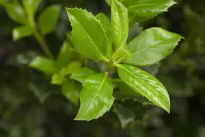 Ilex aquifolium 'J.C. van Tol' - 140-160 CM C35 - image 1