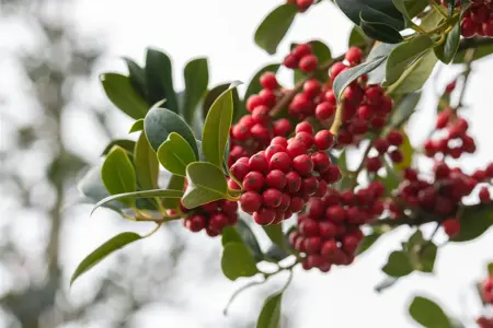 Ilex aquifolium 'J.C. van Tol' - P9 - image 2