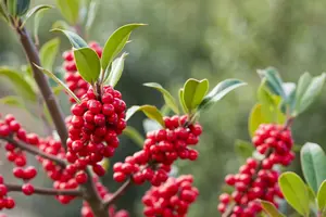 Ilex aquifolium 'Limsi' (Siberia)