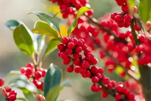 Ilex aquifolium 'Limsi' (Siberia) - 100-125 CM RB - image 4