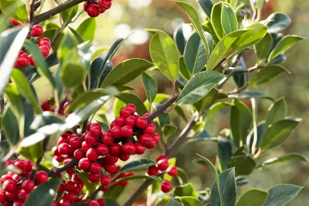 Ilex aquifolium 'Limsi' (Siberia) - 100 CM STEM RB - image 2