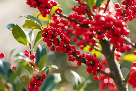 Ilex aquifolium 'Limsi' (Siberia) - 150-175 CM RB - image 5