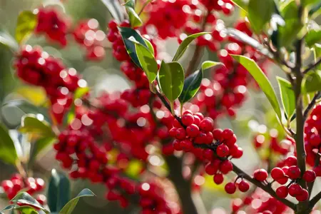 Ilex aquifolium 'Limsi' (Siberia) - 200-250 CM RB - image 3