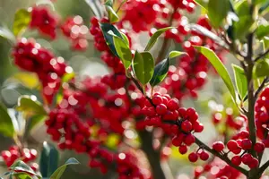 Ilex aquifolium 'Limsi' (Siberia) - 200-250 CM RB - image 3