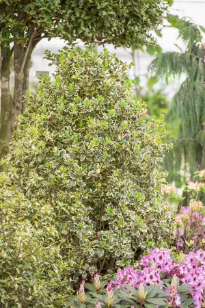 Ilex aquifolium 'Madame Briot' - 80-100 CM RB - image 2