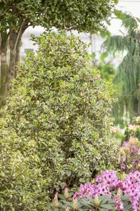 Ilex aquifolium 'Madame Briot' - 80-100 CM RB - image 2
